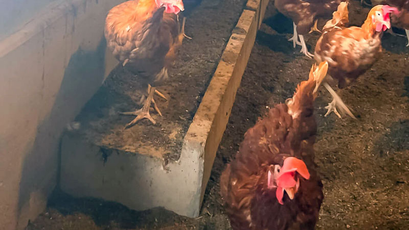 Poultry Platform