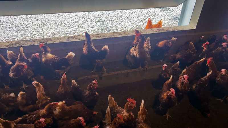 Poultry Platform