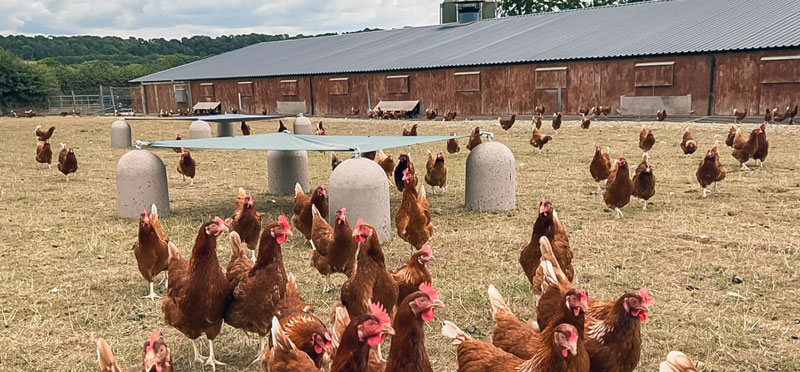 Poultry Shelter