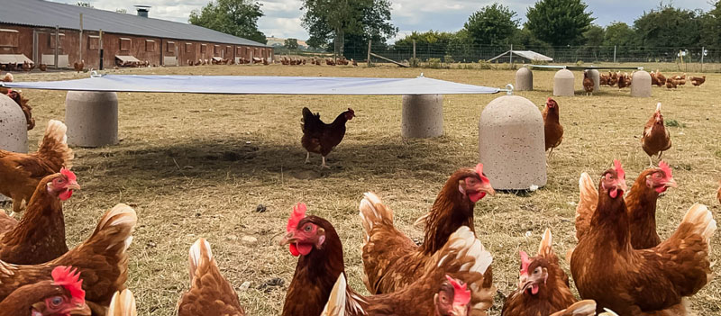Poultry Shelter