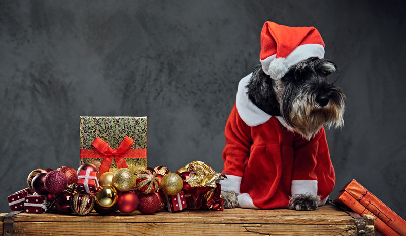 Hilbrae Rescue Kennels with their Christmas Shoebox Campaign Hilbrae Rescue Kennels with their Christmas Shoebox Campaign.